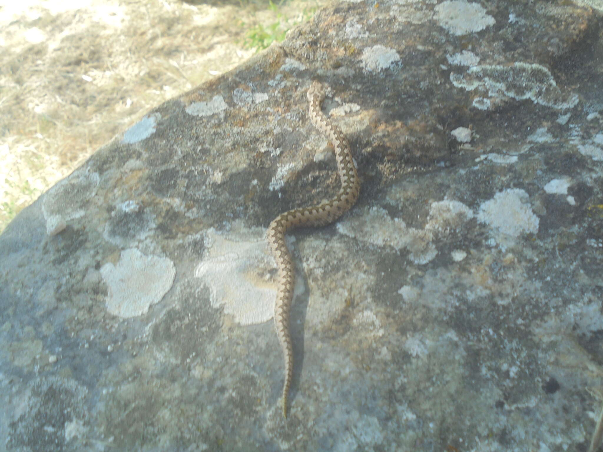 Image of Vipera latastei latastei Bosca 1878