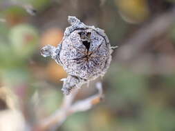 صورة Leipoldtia schultzei (Schlechter & Diels) Friedrich