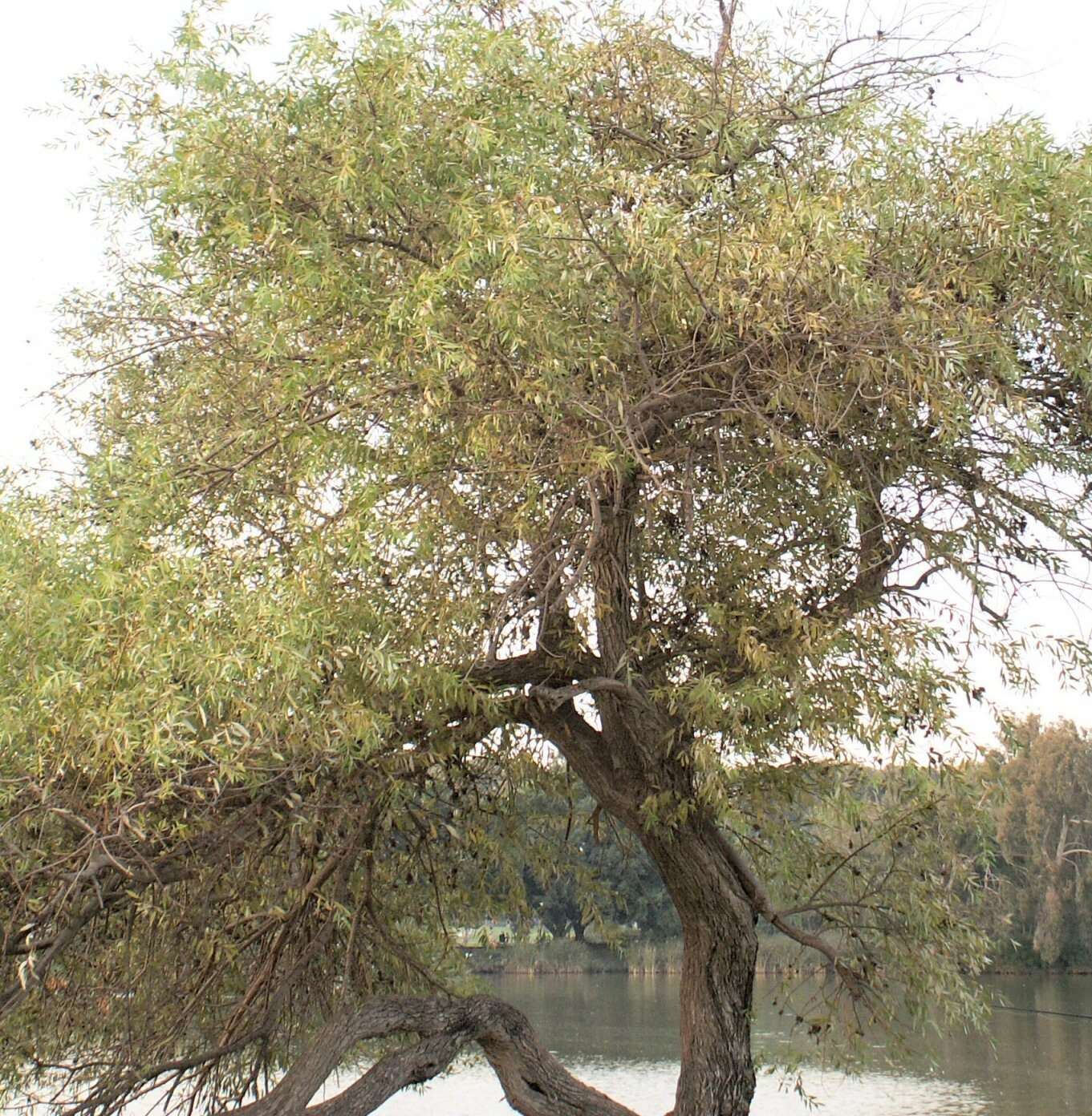 Image de Salix acmophylla Boiss.