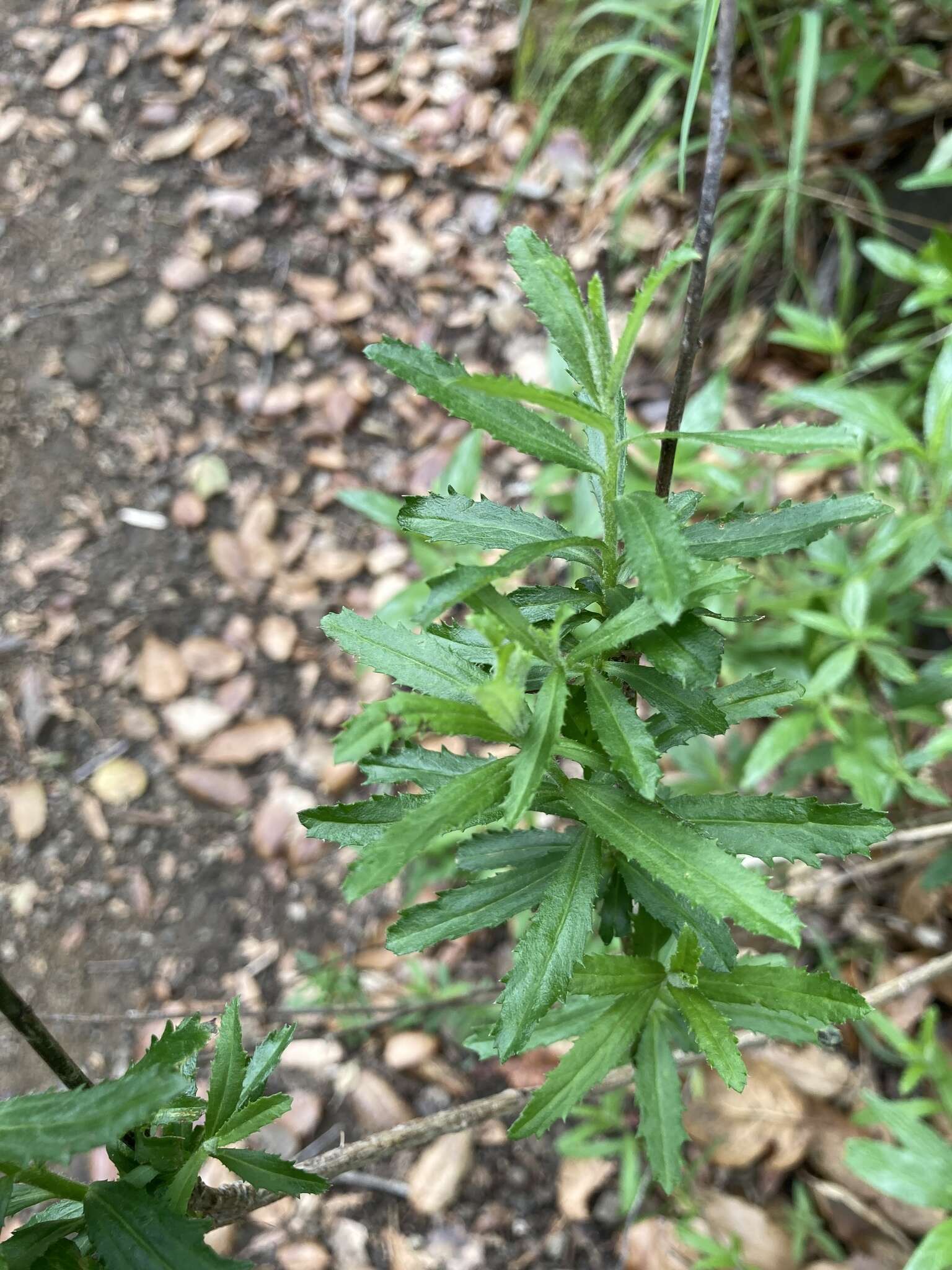 Image of Plummer's baccharis