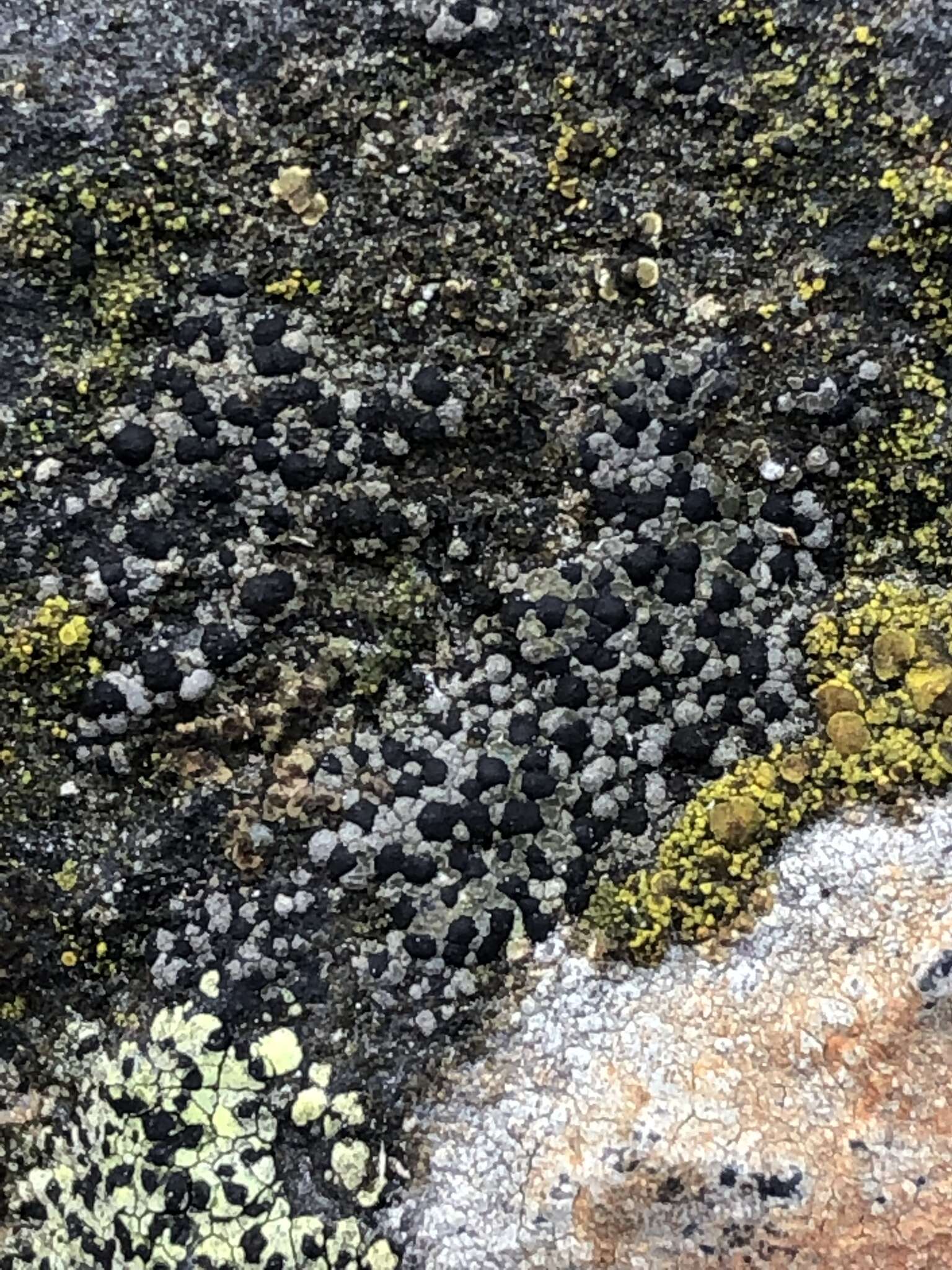 Image of map lichen