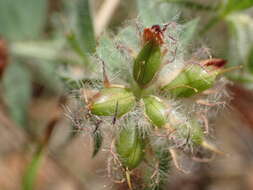 Image of hairy canary-clover