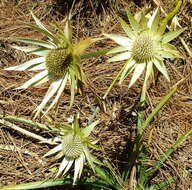 Image of Eryngium cymosum Delar.