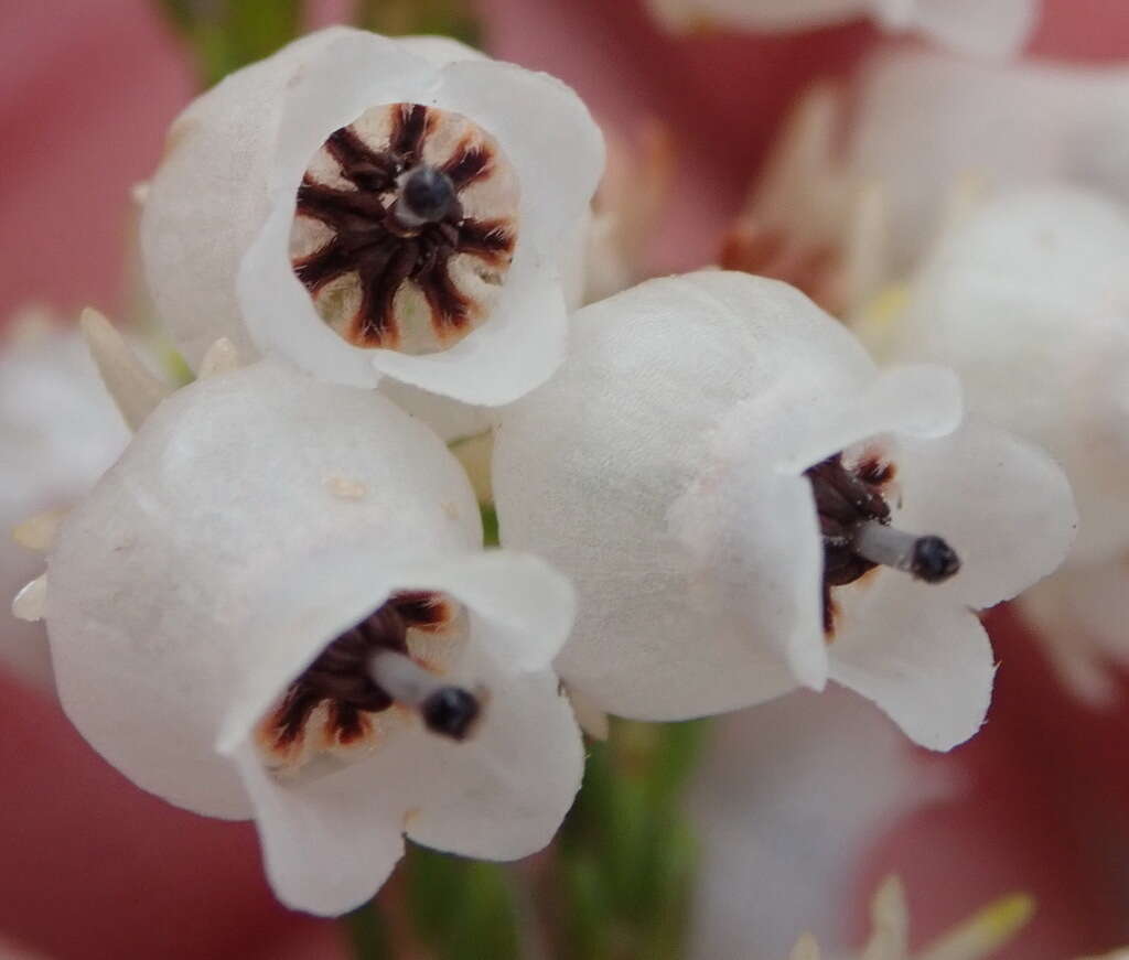 Image of Erica glomiflora Salisb.