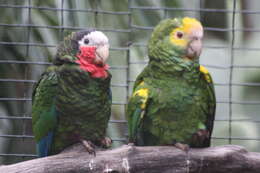 Image of Bahamas Parrot