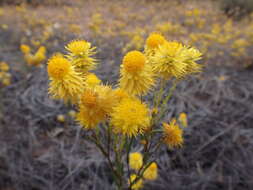 Image of Waitzia acuminata Steetz