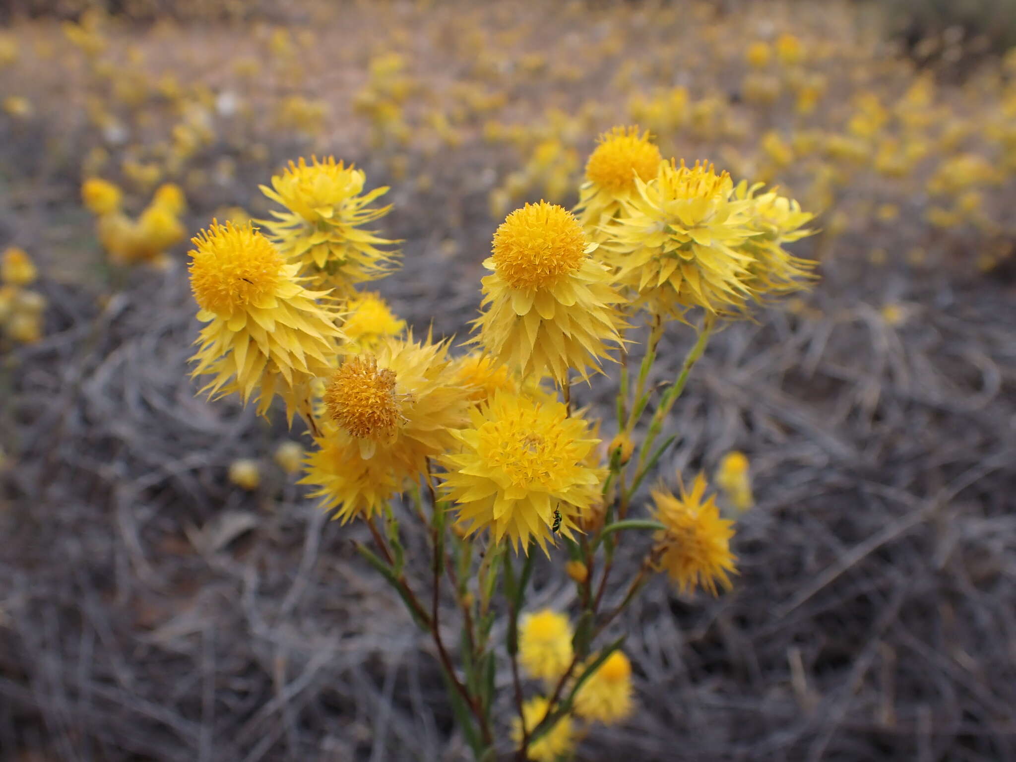 Image of Waitzia acuminata Steetz