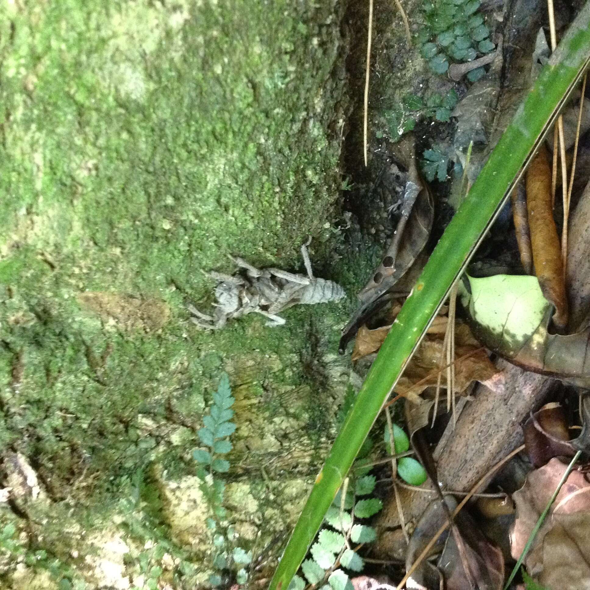 Image of Giant bush dragonflies