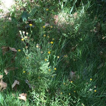 Image of Spanish False Fleabane