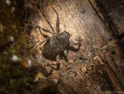 Image of Onidistus araneus Pascoe 1870