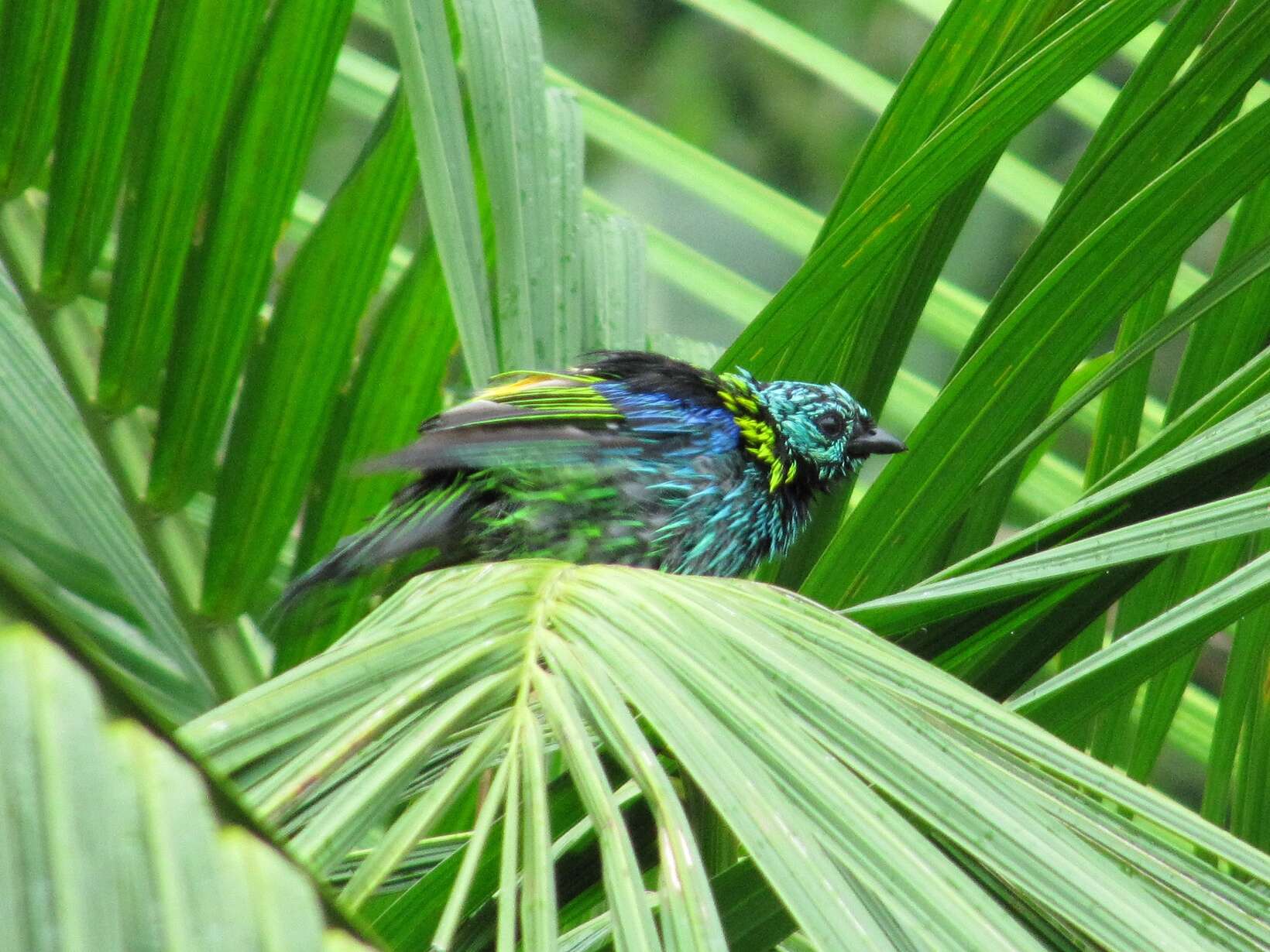 Image of Green-headed Tanager