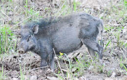 Imagem de Sus scrofa cristatus Wagner 1839