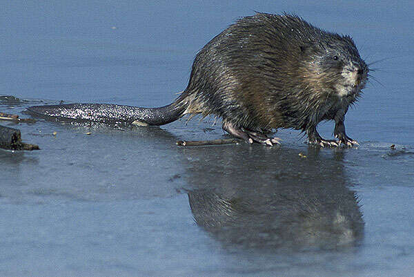 Image of muskrat