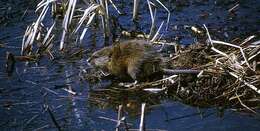 Image of muskrat