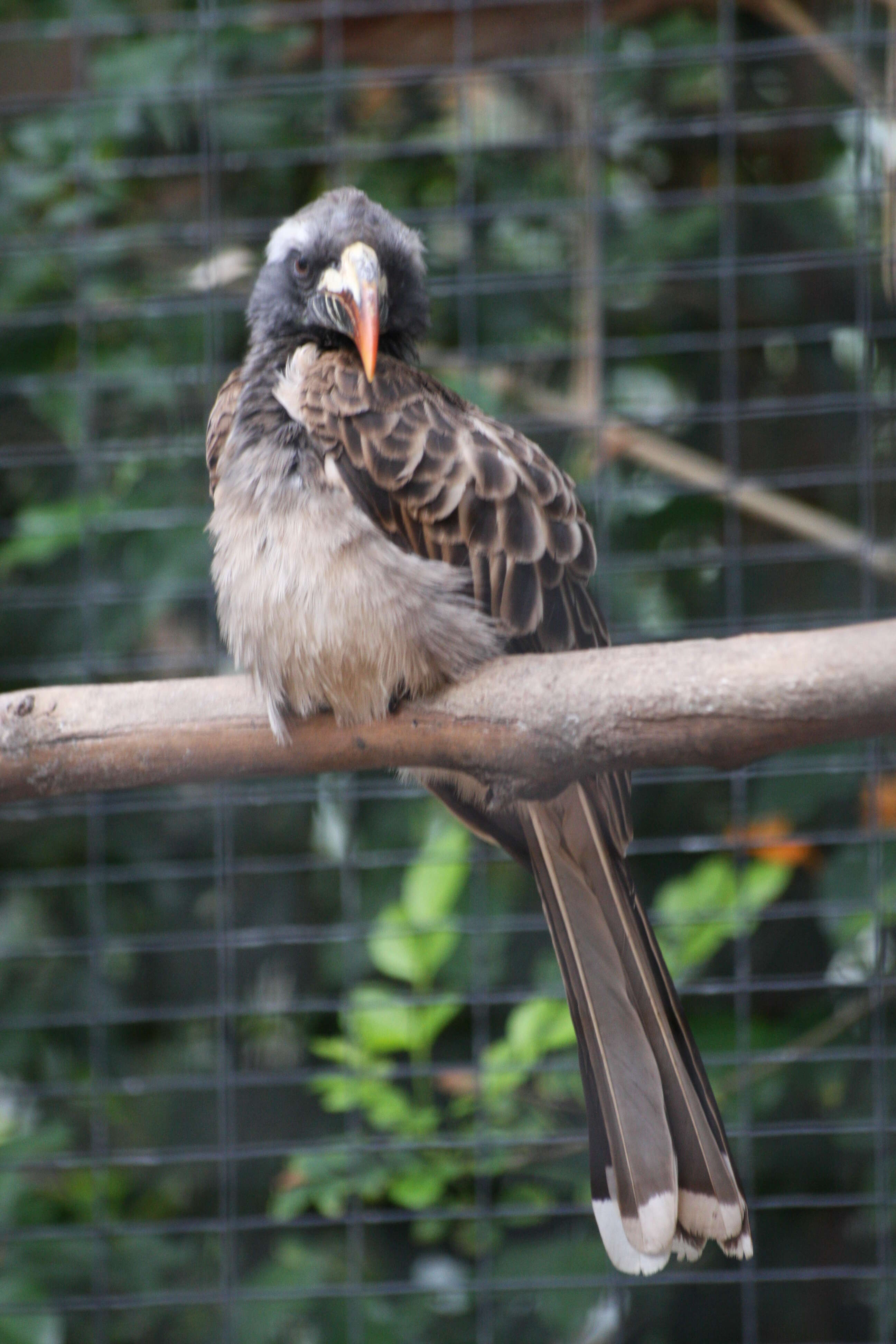 Image of African Grey Hornbill