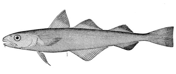 Image of Pacific tomcod