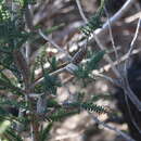 Слика од Melaleuca densa R. Br.