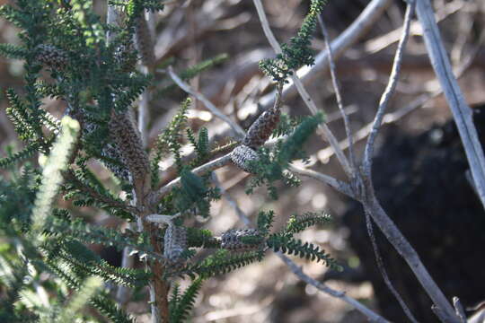 Image of Melaleuca densa R. Br.