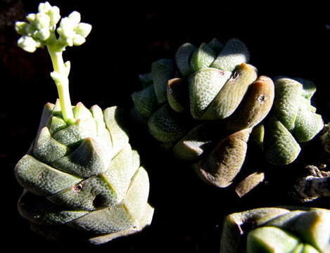 Image of Crassula deceptor Schönl. & Baker fil.