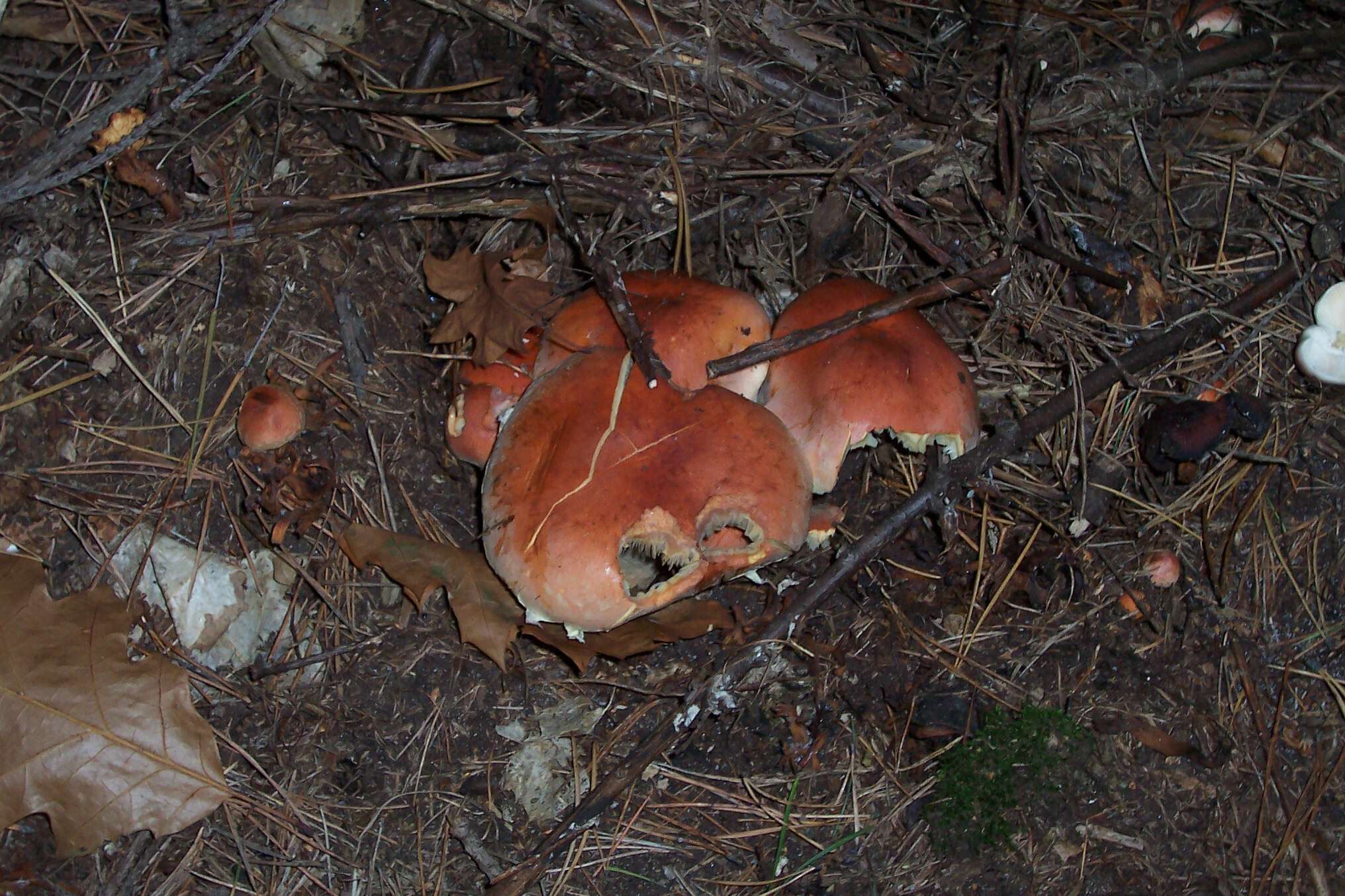 Image of Hypholoma capnoides (Fr.) P. Kumm. 1871