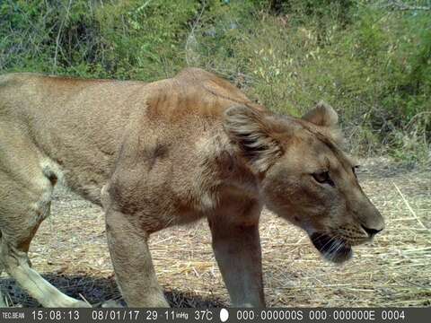 Image of Barbary lion