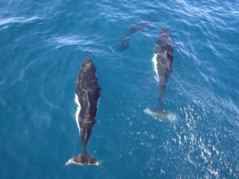 Image of Dall's Porpoise