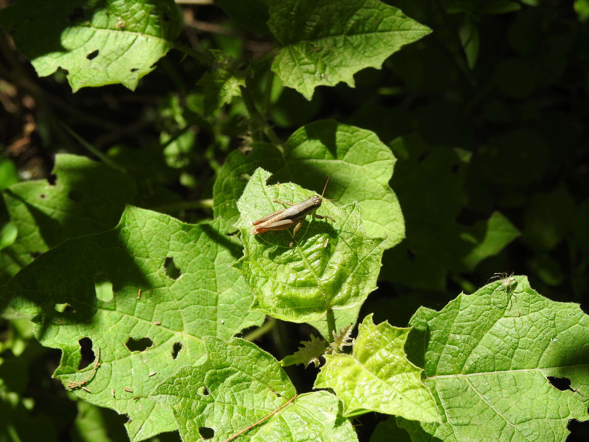 Image of Scotussa brachyptera Cigliano & Ronderos 1994