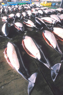 Image of Dall's Porpoise