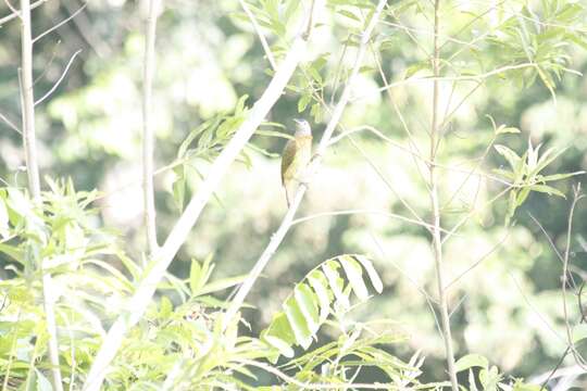 Image of Spot-breasted Woodpecker