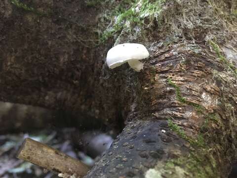 Oudemansiella australis G. Stev. & G. M. Taylor 1964 resmi