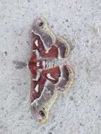 Image of Glover's Silkmoth