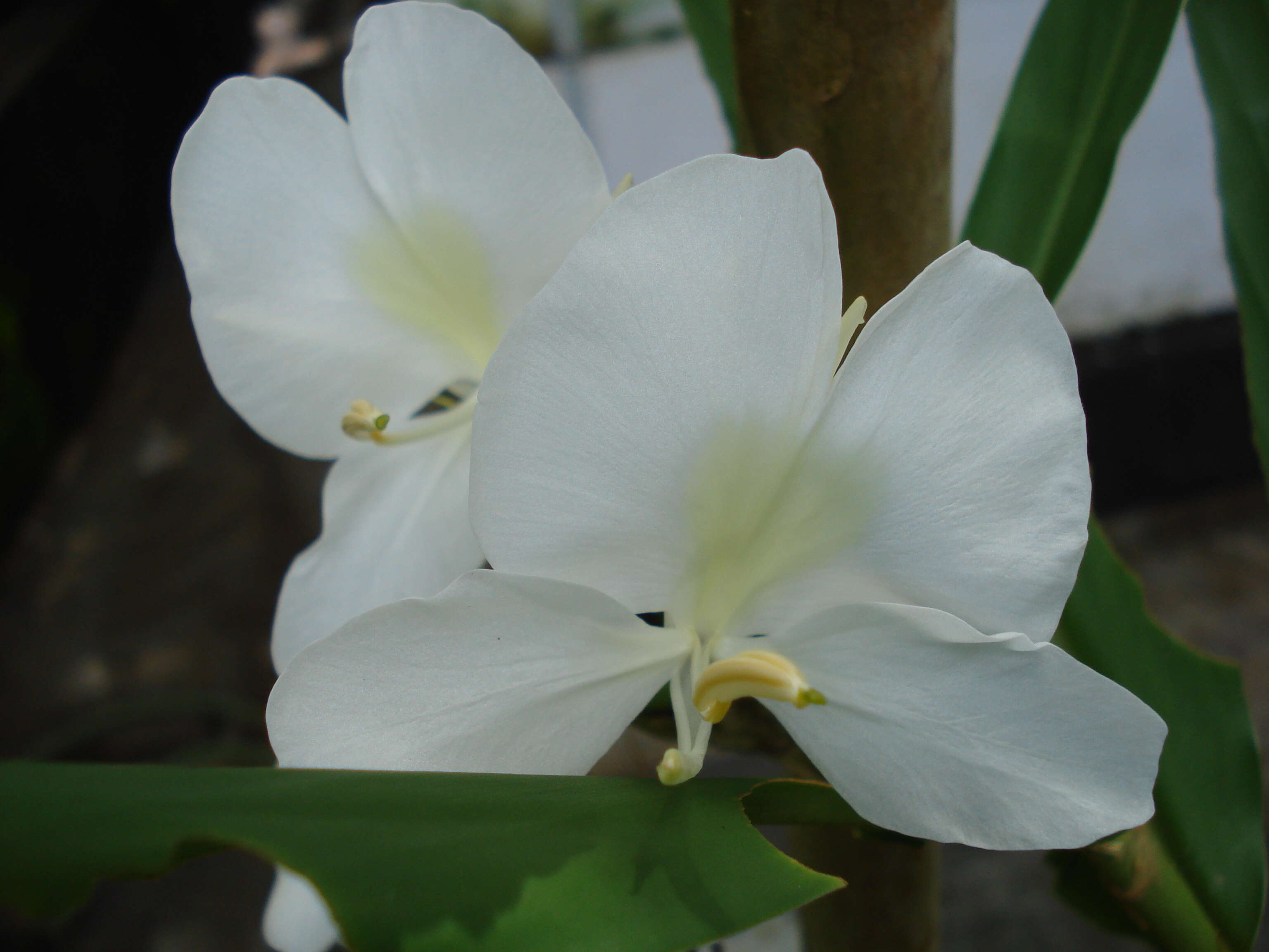 Imagem de Hedychium coronarium J. Koenig