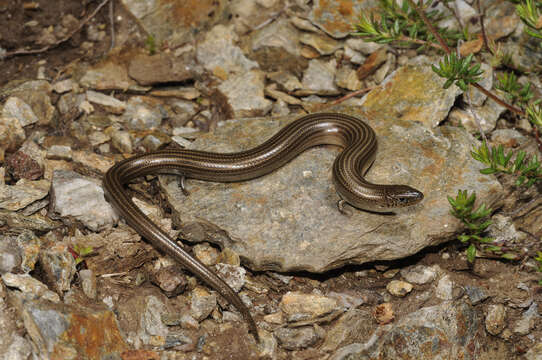 Image of Western Three-toed Skink