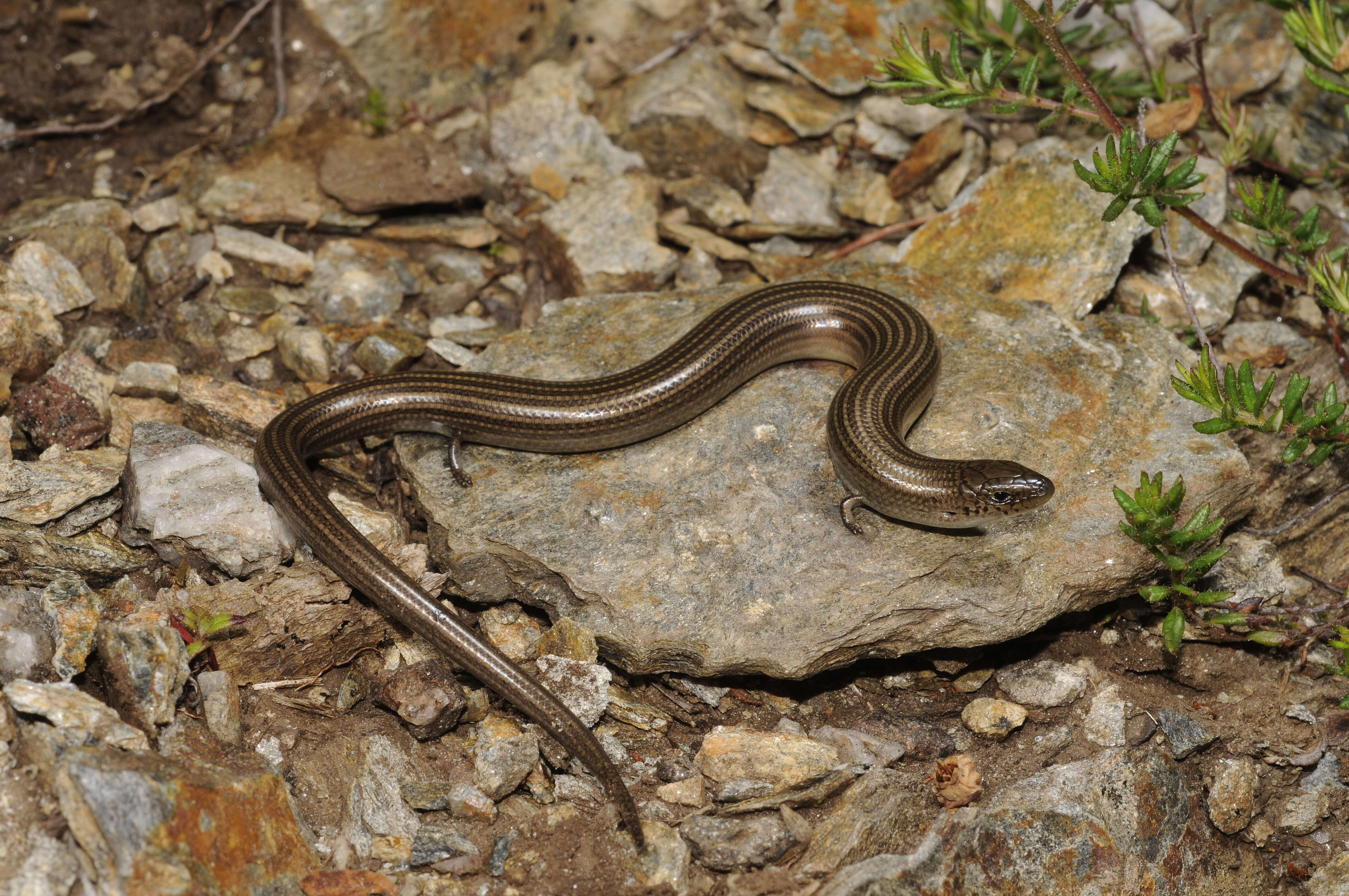 Plancia ëd Chalcides striatus (Cuvier 1829)