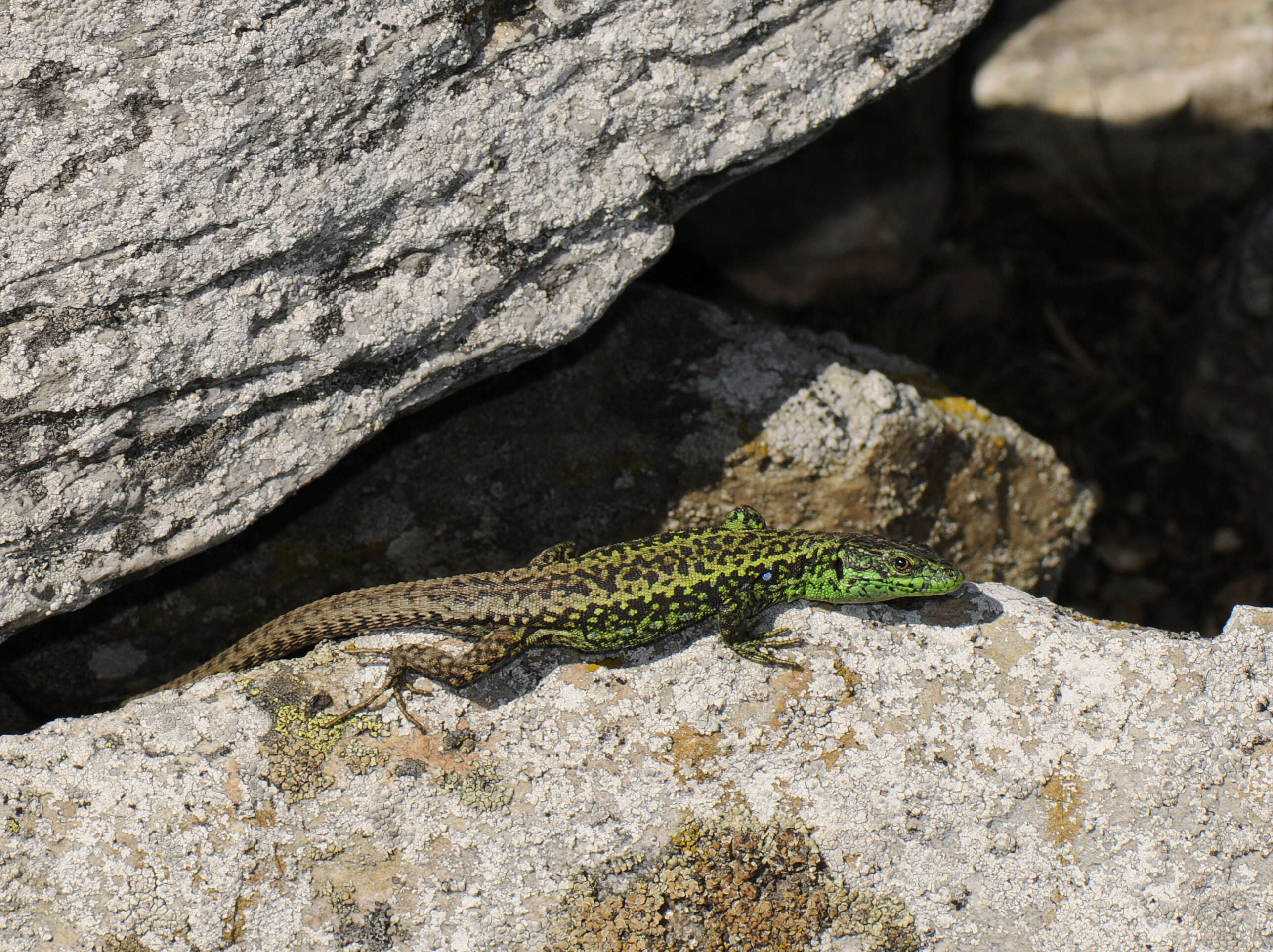 Image of Leonese rock lizard