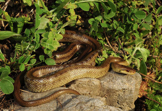 Image of Italian Aesculapian Snake