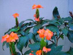 Imagem de Crossandra infundibuliformis (L.) Nees