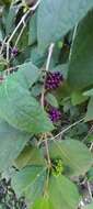 Image of Callicarpa pedunculata R. Br.