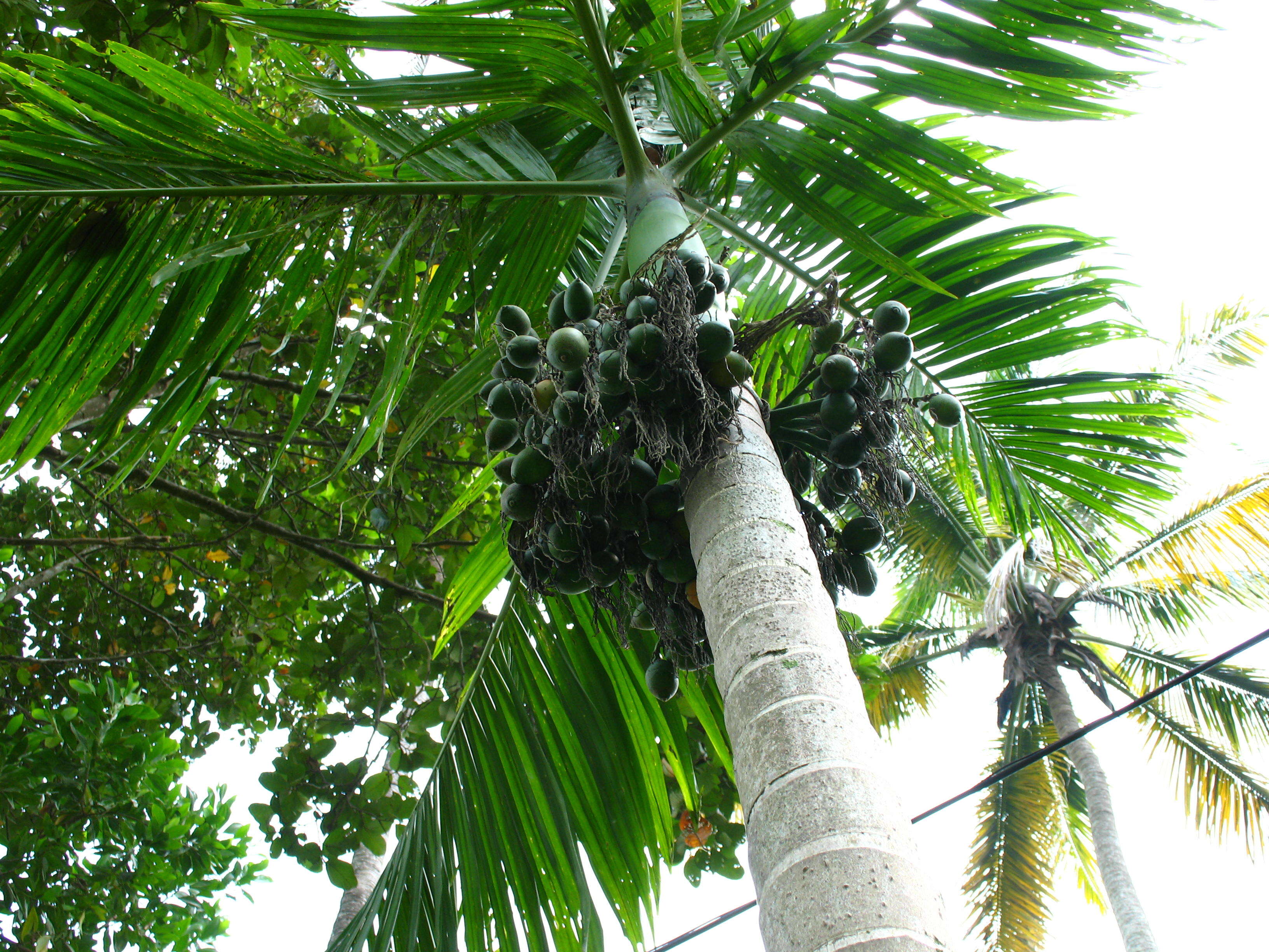 Image of betel palm