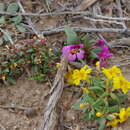 Plancia ëd Diplacus ovatus (A. Gray) G. L. Nesom