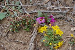 Plancia ëd Diplacus ovatus (A. Gray) G. L. Nesom