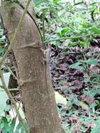 Image of Tropical Anole