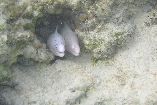 Image of Geometric moray