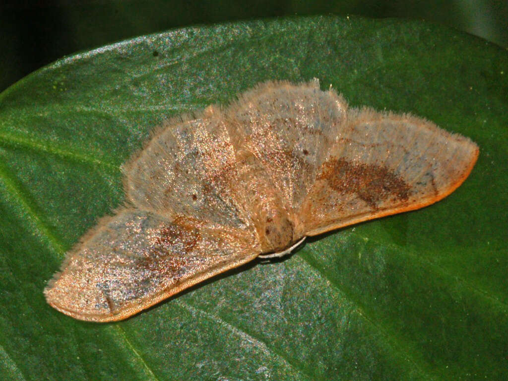 Image of Idaea degeneraria Hübner 1798