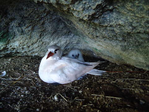 Image of tropicbirds