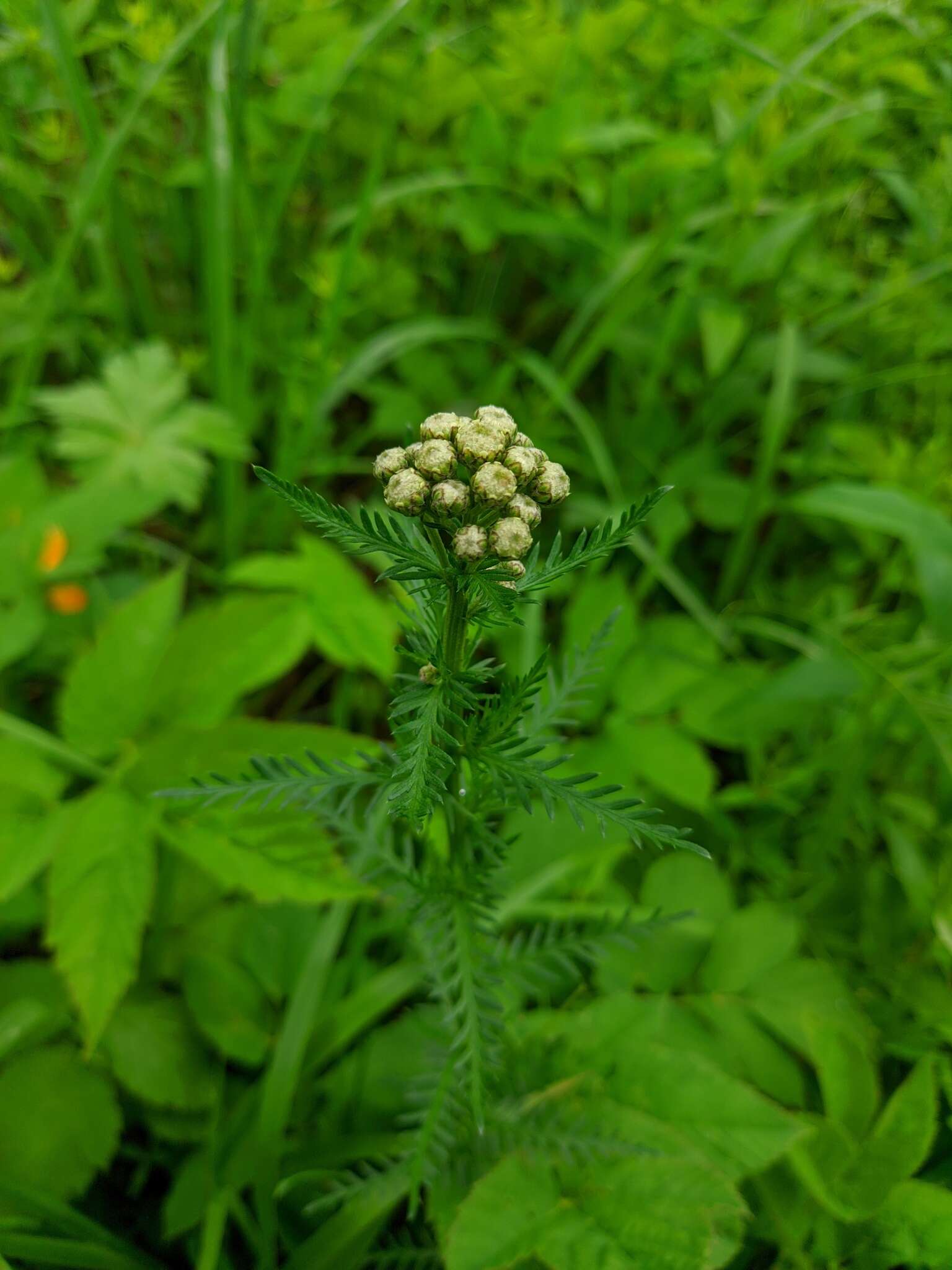 Sivun Achillea impatiens L. kuva