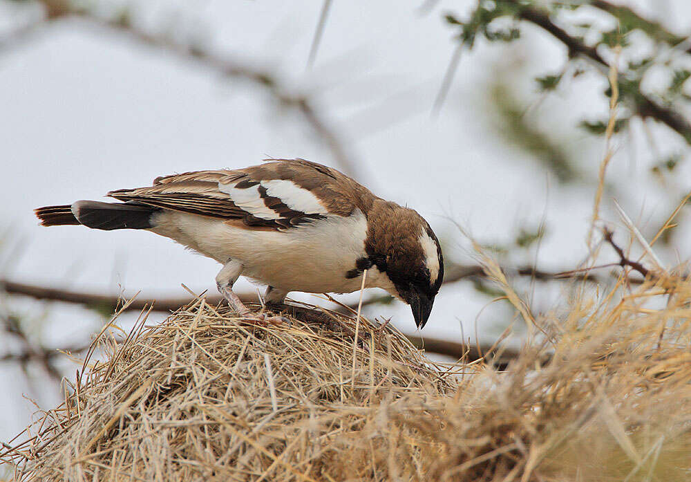 Image of sparrow-weaver