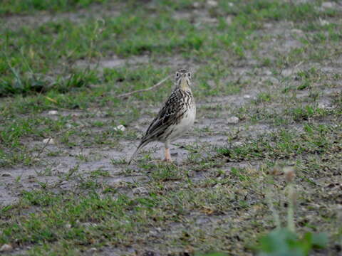 Image of Short-billed Pipit