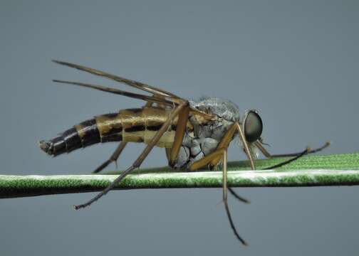 Image of Rhagio vitripennis