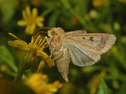 Image of cotton bollworm